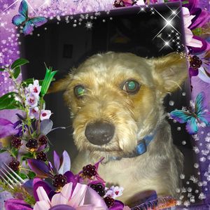 Meet your Posher, Lora